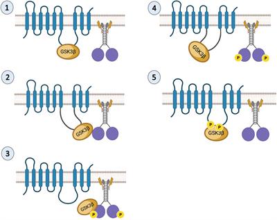 Glycogen synthase kinase 3β (GSK3β) and presenilin (PS) are key regulators of kinesin-1-mediated cargo motility within axons